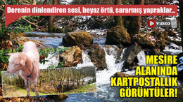 Mesire alanında kartpostallık görüntüler!